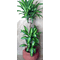 Plant dracaena messengana