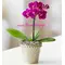 Ορχιδέα Phalaenopsis mini (υβρίδιο). Βασικό.