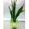 Plant sansevieria