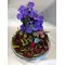 phalaenopsis tray.jpg