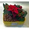Plant arrangement in ceramic pot - "Paper" look !!!