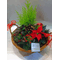 Arrangement with "Christmas" plants