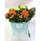 Kalanchoe Plants  in zink "planters" pot with accessories!!!