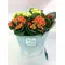 Φυτά kalanchoe  σε ποτ zink "planters"  με αξεσουάρ!!!