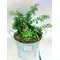 Φυτά "πράσινα" σε ποτ zink "planters"  με αξεσουάρ!!!