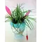 Plant tillandsias in glass vase.Blue sea!!!!