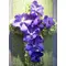 horti12-06.gif