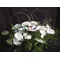 Basket with anthuriums
