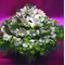 Cymbidium or phalaenopsis  orchids in basket