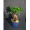 Interior space plant ficus ginseng