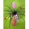 Φυτό tillandsia σε γυάλινο βάζο