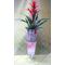 Plant guzmania in glass vase