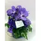 Arrangement with vanda orchids in glass plate