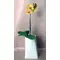 Phalaenopsis orchid