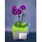 Ορχιδέα Phalaenopsis mini (υβρίδιο)