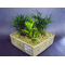 Σύνθεση φυτών σε τετράγωνο κεραμικό ποτ