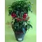 Φυτό ardisia crenata σε μεταλικό ή κεραμικό ποτ