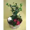ilex-gaul-candle.gif