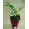 ilex-gaul-red-pot.gif