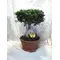 Φυτό ficus ginseng "mondo verde" γλάστρα  30cm συνολικό ύψος 80cm