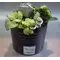 black-pot-silver.gif