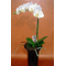 Phalaenopsis orchid in glass vase