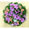 phalaenopsis tray.jpg