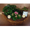Plants arrangement in basket (diam. appr.0,40m.)