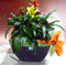 Arrangement of plants in large pot