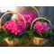 Σετ (3) καλαθιών με ορτανσίες ή άνθη εποχής