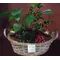 Plant arrangement in basket.