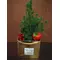 Conifer plant in gold ceramic pot