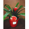 Guzmania plant in ceramic pot