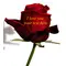 Printed roses - Your message on the rose pedals