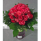 (40) ροζ - φούξια τριαντάφυλλα σε γυάλινο βάζο με χρωματιστό νερό