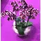Σύνθεση με φυτά ορχιδεών Phalaenopsis "Cow spotted"