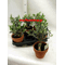 Plant olea europaea  +  Quality  Pot !!