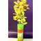 Βάζο με cymbidium ορχιδέες