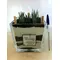 Φυτά haworthia σε γυάλινο βάζο