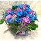 Blue Roses (21) stems exclusive in basket !!!