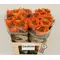 "Caraluna" Extra special new variety rose