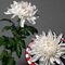 Chrysanthemums Single Heads Exclusive Antonov