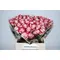 Τριαντάφυλλα Classy Alison ή Advance Sweetness!