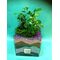 Plants ginseng ficus & rhipsalis in glass vase !!!