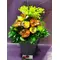 Flower bouquet with feathers and decoration