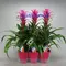 Φυτό Guzmania Freya Luxe σε κεραμικό ποτ