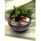 Plants ficus ginseng arrangement in artstone pot