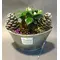 Ficus Ginseng Plant in Zink Pot  & Decoration