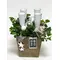 Christmas Plants & Decoration in Quality Pot.