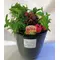 flowers and plants